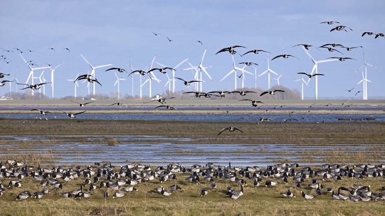 windfarm