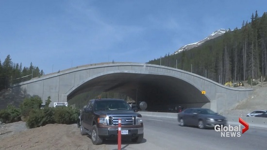 Construction wildlife overpass