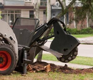 tree stump removal in Springfield